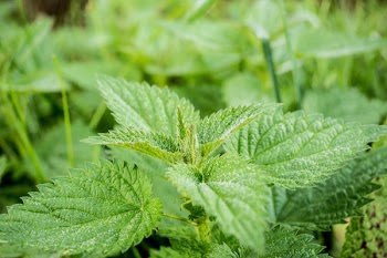 Mint Leaf