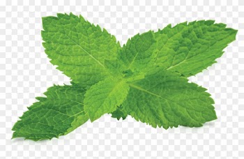 Mint Png Clipart - Mint Leaf Transparent Background