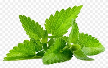 Mint Png Transparent - Mint Leaves