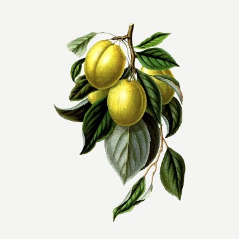 Mirabelle plum, golden esperen collage | Free PSD - rawpixel