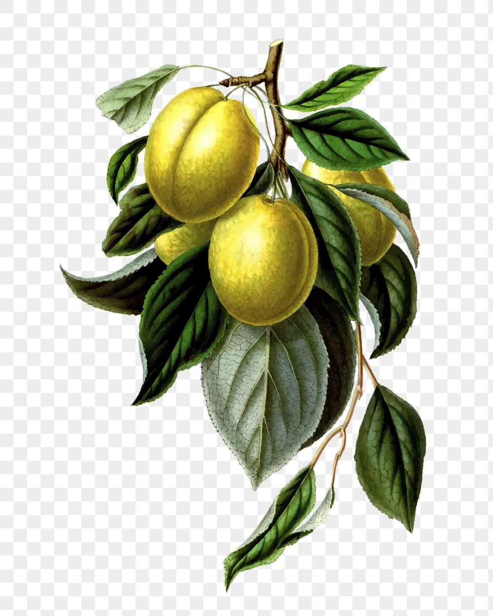 Mirabelle plum png sticker, golden | Free PNG - rawpixel