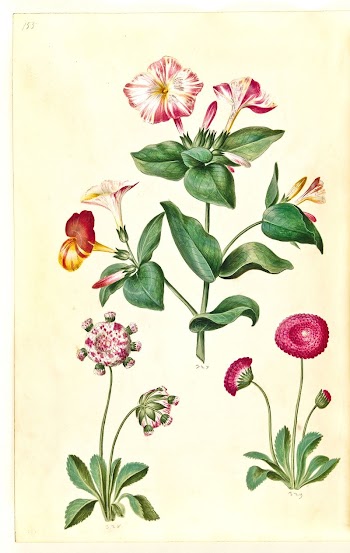 Mirabilis jalapa (miracle flower);Bellis perennis | Free Photo - rawpixel