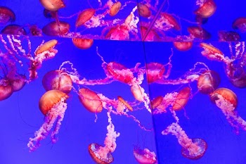 Mirorred Jellyfish Tank