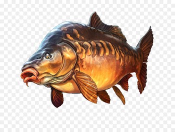 Mirror carp Carp fishing Illustration - Deep sea fish illustration 