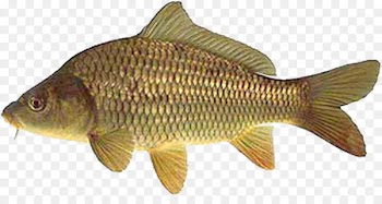 Mirror carp Goldfish Angling Grass carp - Fishing 