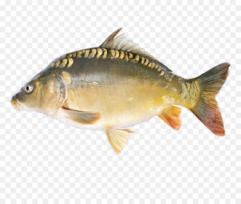 Mirror carp Stock photography Carp fishing Drawing - fish 
