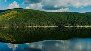 Mirror Scenery of Green Trees Island