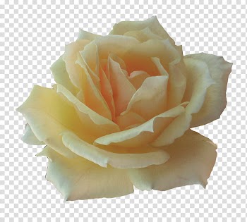 Miscellaneous Roses , beige rose flower transparent background PNG clipart