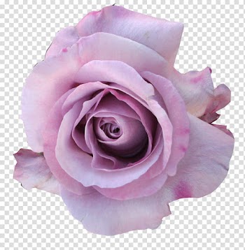 Free: Miscellaneous Roses , pink rose flower transparent background PNG ...