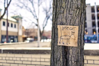 Missing Cat Sign Free Photo 