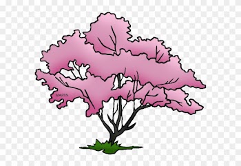 Missouri State Tree - Virginia State Tree Drawing