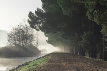 Mist Covered Dirt Road