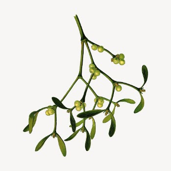 Mistletoe branch clipart, vintage illustration | Free Vector - rawpixel