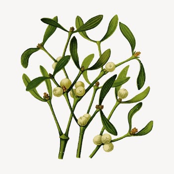 Mistletoe branch clipart, vintage illustration | Free Vector - rawpixel