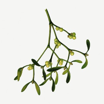 Mistletoe branch collage element, vintage | Free PSD - rawpixel
