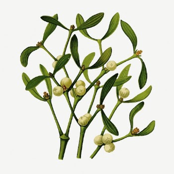Mistletoe branch collage element, vintage | Free PSD - rawpixel
