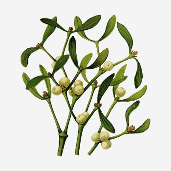 Mistletoe branch hand drawn illustration. | Free Photo - rawpixel