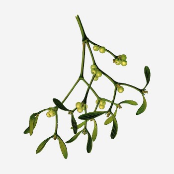 Mistletoe branch hand drawn illustration. | Free Photo - rawpixel