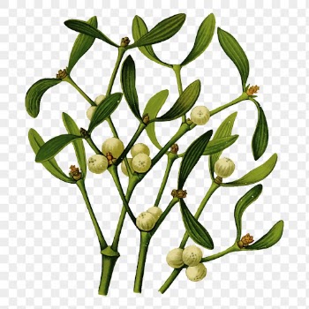 Mistletoe branch png sticker vintage | Free PNG - rawpixel
