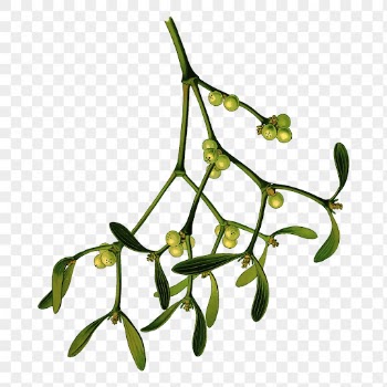 Mistletoe branch png sticker vintage | Free PNG - rawpixel