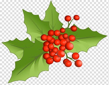 Mistletoe graphic art, Holly Aquifoliales Natural foods Fruit Christmas, Christmas Large Mistletoe transparent background PNG clipart