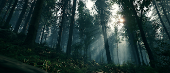 Misty Ancient Forest at Dawn