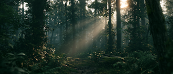 Misty Ancient Forest at Dawn