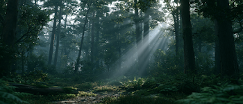 Misty Ancient Forest at Dawn
