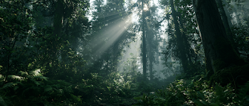 Misty Ancient Forest at Dawn