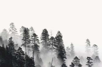 Misty forest border background, nature | Free Photo - rawpixel