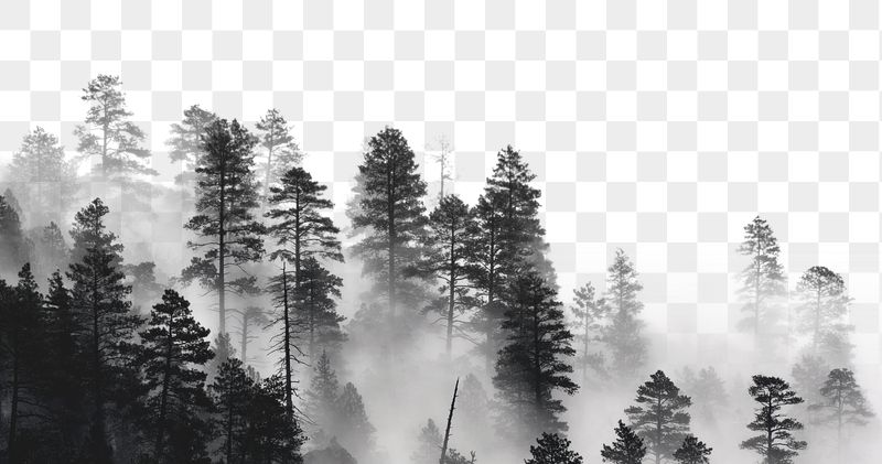Misty forest png border sticker, | Free PNG - rawpixel