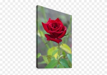 Misty Red Rose Canvas Print - Garden Roses