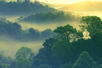 Misty Tropical Forest Canopy at Sunrise