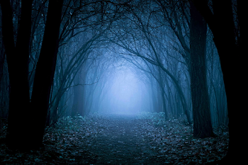 Misty Woodland Pathway at Night