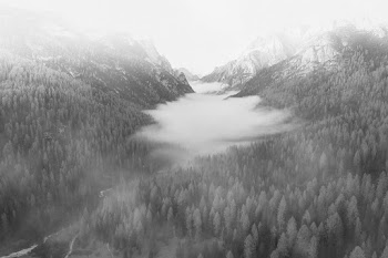 Misty woods in winter | Free stock photo | High Resolution image