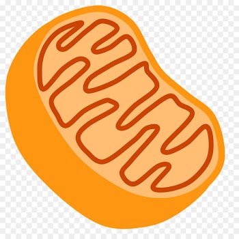 Mitochondrion Organelle Cell Clip art - holi 