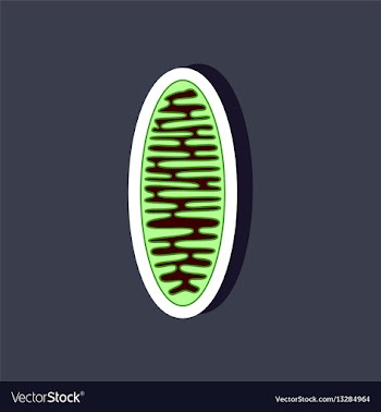 Mitochondrion paper sticker on stylish background vector image