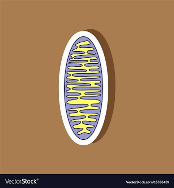 Mitochondrion paper sticker on stylish background vector image