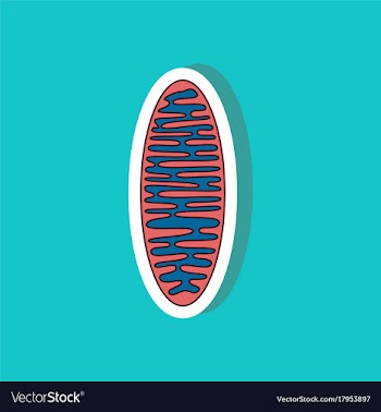 Mitochondrion paper sticker on stylish background vector image