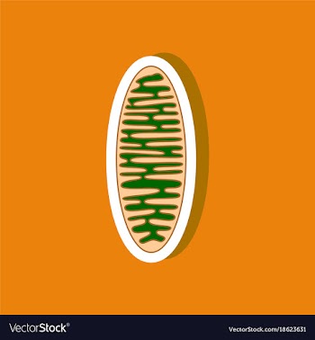 Mitochondrion paper sticker on stylish background vector image