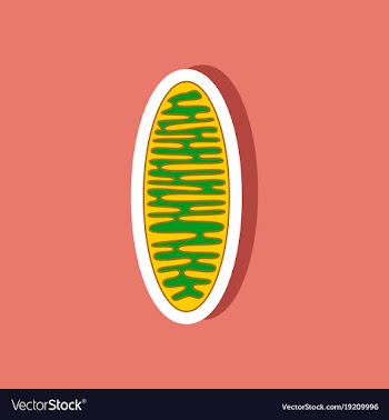 Mitochondrion paper sticker on stylish background vector image