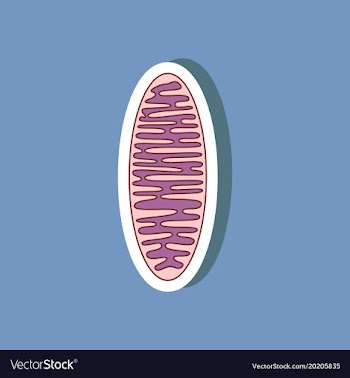 Mitochondrion paper sticker on stylish background vector image