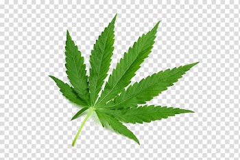 Mitragyna speciosa Cannabis Drug Tetrahydrocannabinol Dose, Cannabis leaf transparent background PNG clipart
