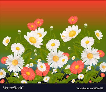 mixed daisy flowers