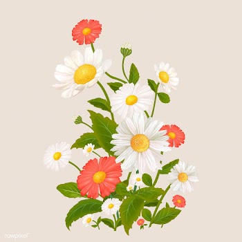 Mixed Daisy flowers | Free stock vector - 562810