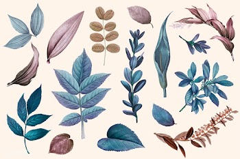 Mixed leaves set | Free stock vector - 593914