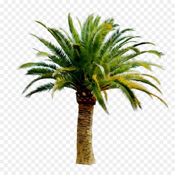 MNC Vel Kalyanamandapam Kalyanamalai Flowerpot Plants Ornamental plant -  