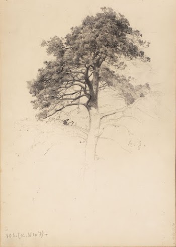 Männyn latva. todennäk. 1880-luvun jälkipuol. | Free Photo - rawpixel