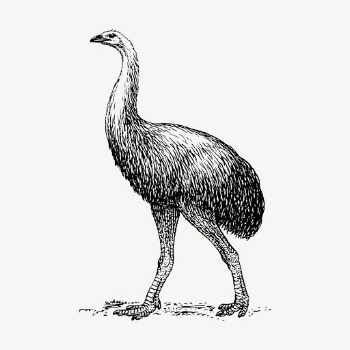 Moa bird hand drawn clipart, | Free Vector - rawpixel