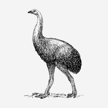 Moa bird hand drawn illustration. | Free Photo - rawpixel